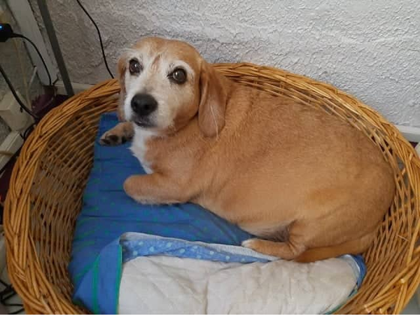 Le Pèque et la campagne des législatives